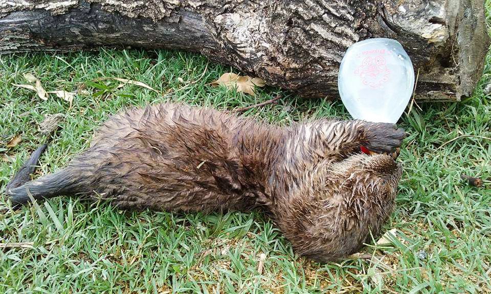TekoveM's tweet photo. La imagen más tierna que vas a ver hoy 😊
#animal #animals #sinjaulas #animaleslibres #reintroducidosasuhabitat #reintroducidos https://t.co/7sGIoTFPco