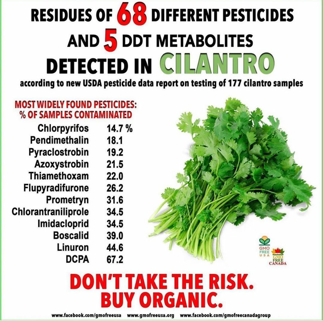 Kelli7997Kelli's tweet photo. 68 different Pesticides &amp; 5 DDT Metabolites Detected in Cilantro. Just imagine what a combination of all these toxins found in 1 product can do to the body over time.Thiamethoxam is a neurotoxin found in 22 samples alone.

#DCPA #LINURON #Boscalid #Bayer #Monsanto #thiamethoxam https://t.co/tkNpc1Zjz6