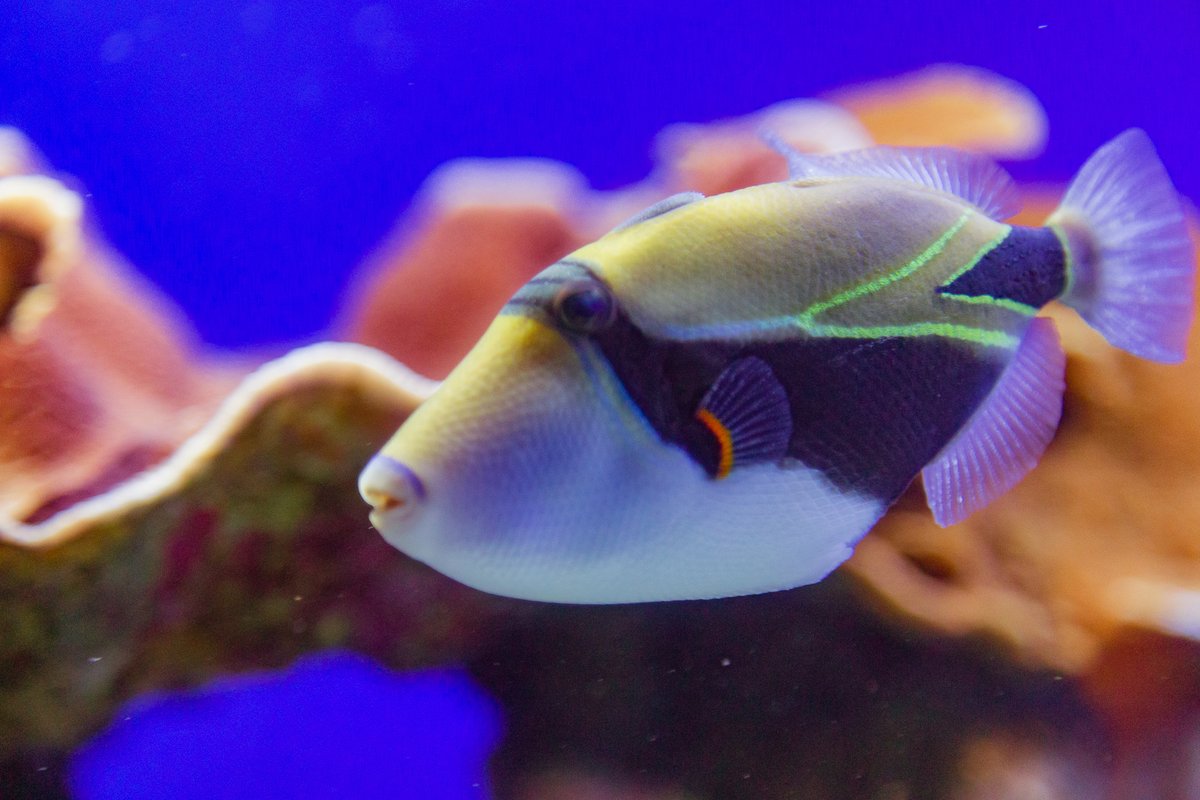 MauiOceanCenter's tweet photo. Correctly pronouncing the reef triggerfish’s Hawaiian name (humuhumunukunukuāpua‘a) has long been used to test our visitors’ knowledge of Hawaii, which almost always results in a few good laughs and a few new versions of its name. 😂🤣 
#hawaiilife #mauilife #practicealoha https://t.co/5IN2d7Ecv3