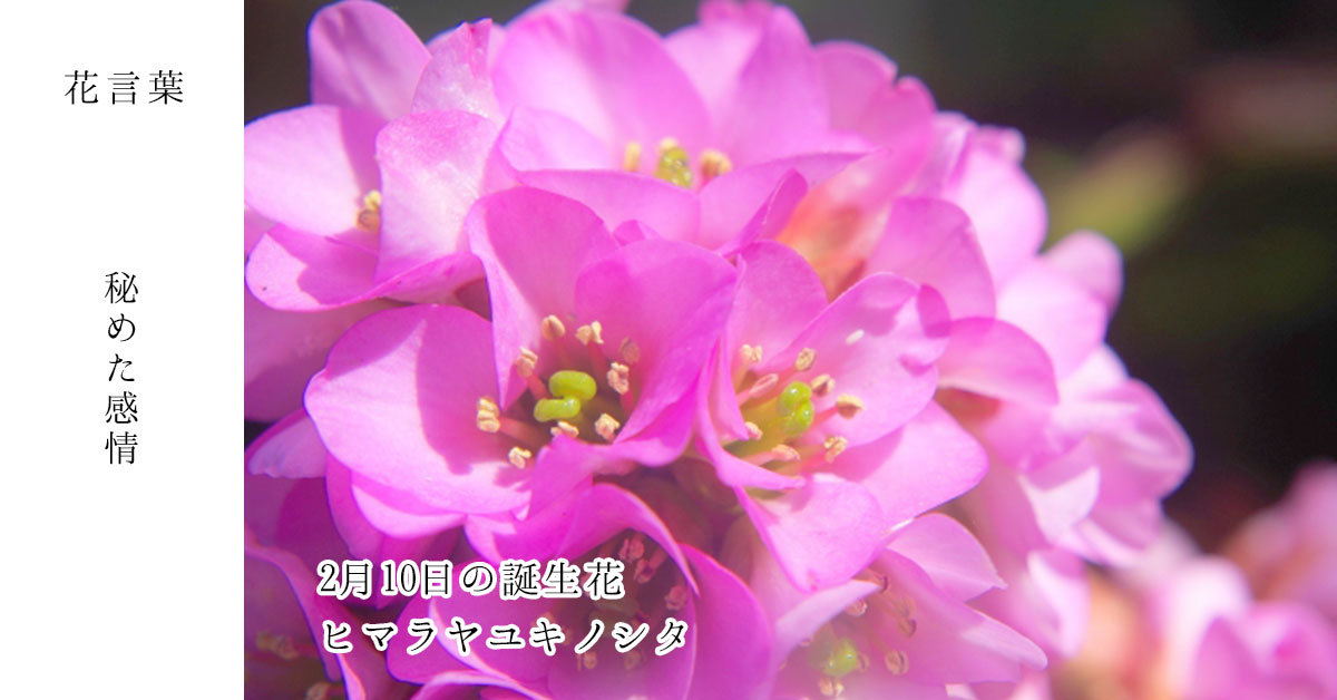 花キューピット I879 Com 公式 Sur Twitter 2月10日の誕生花 ヒマラヤユキノシタ お誕生日おめでとう 花言葉 は 秘めた感情 赤やピンク白の綺麗な色の花を咲かせて春の訪れを告げる あなたはこんな人 人目置かれる存在 同じ誕生日の有名人 川口