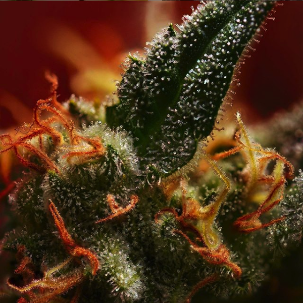 Budderweeds's tweet image. This shot 🤯
.
(via @sweetseeds )
.
.
#cannabiscommunity #fastversion #cañamochile #flowers #garden #hightimesmagazine #highlife #hightimes #highsociety