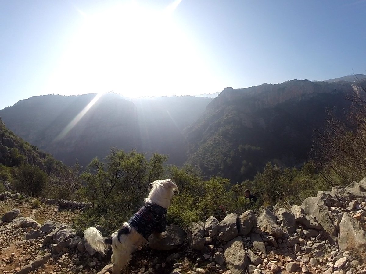 Jagger_2014's tweet photo. Hola amigos 🐕 Esta mañana me he ido con mi grupo senderista al Barranco del Infierno #LaVallDeLaGuard #Fleix 🏘
13 kilómetros de 6.000 escalones y sendas.El esfuerzo ha merecido la pena 😁
#Alicante #Naturaleza #CrestadoChino #Westy https://t.co/JbKBa5om5L