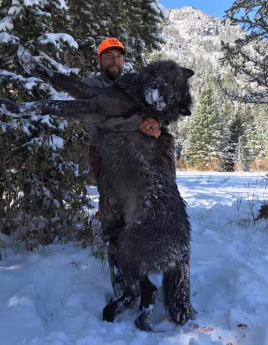 povertybayhunt1's tweet image. Cody from WY ,with a huge wolf,cody is 6ft 3 inches 230 lbs ,big wolf 😮