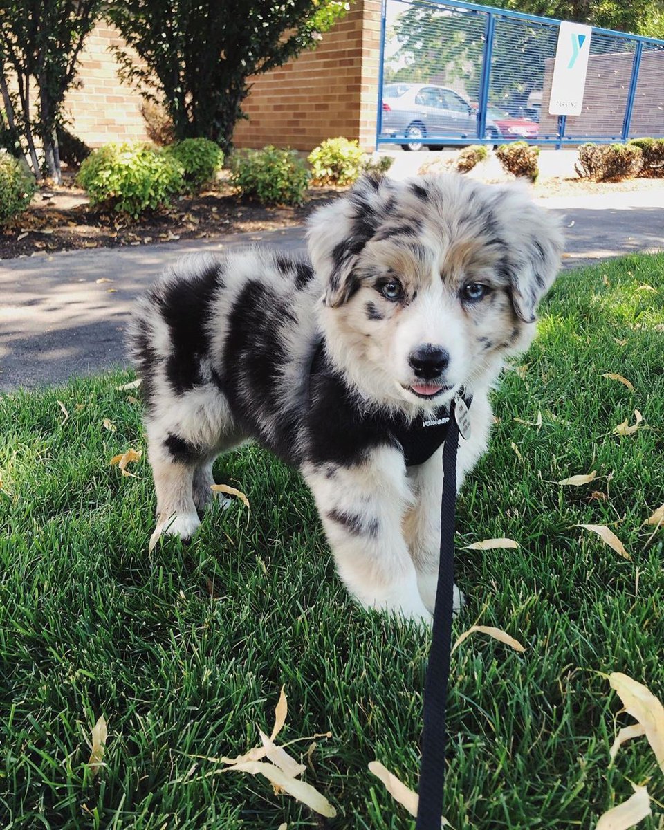 aussiesdointhgs's tweet photo. Show me your puppy pics below and no one gets hurt🔫 https://t.co/qbaiROnt0c