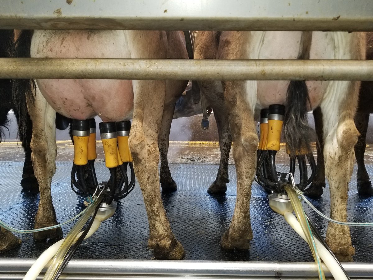 Jerseys are great cows to milk, especially udders like these