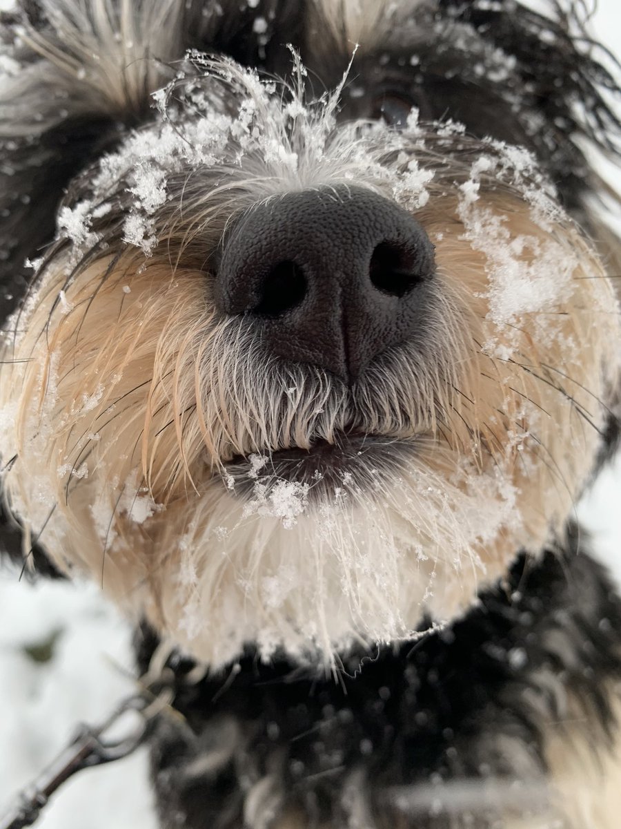 CSchettenhelm's tweet image. Winter snoot.