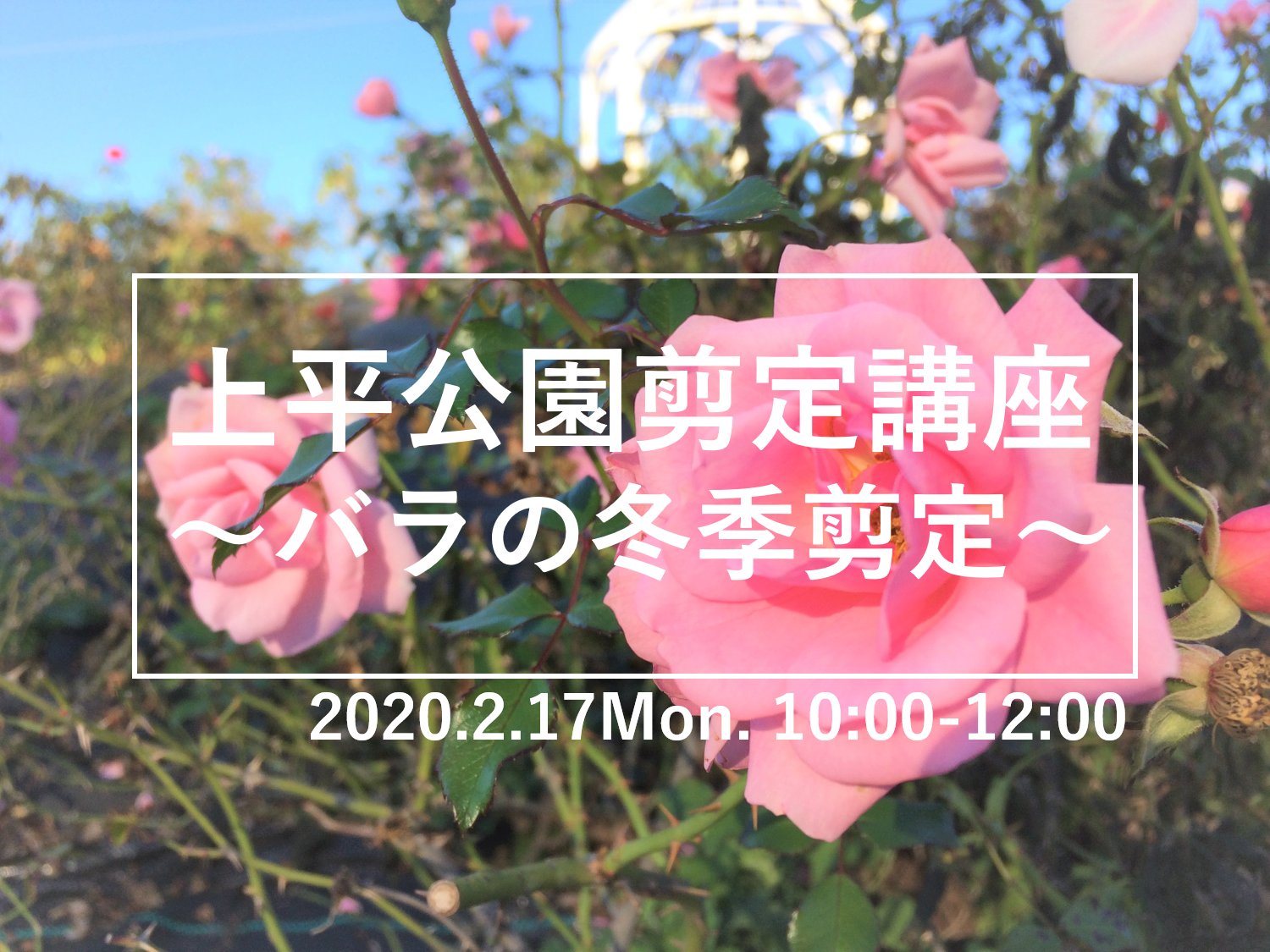 公益財団法人上尾市地域振興公社 上平公園剪定講座 バラの冬季剪定 まだまだ受付中です 2月17日 月 10 00 12 00 上平公園バラ園 参加費500円 受付は2月14日 金 17時まで T Co Bfwotensdl