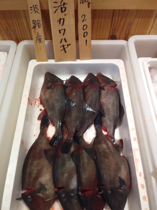 ウマヅラハギの特徴 見分け方 写真から探せる魚図鑑