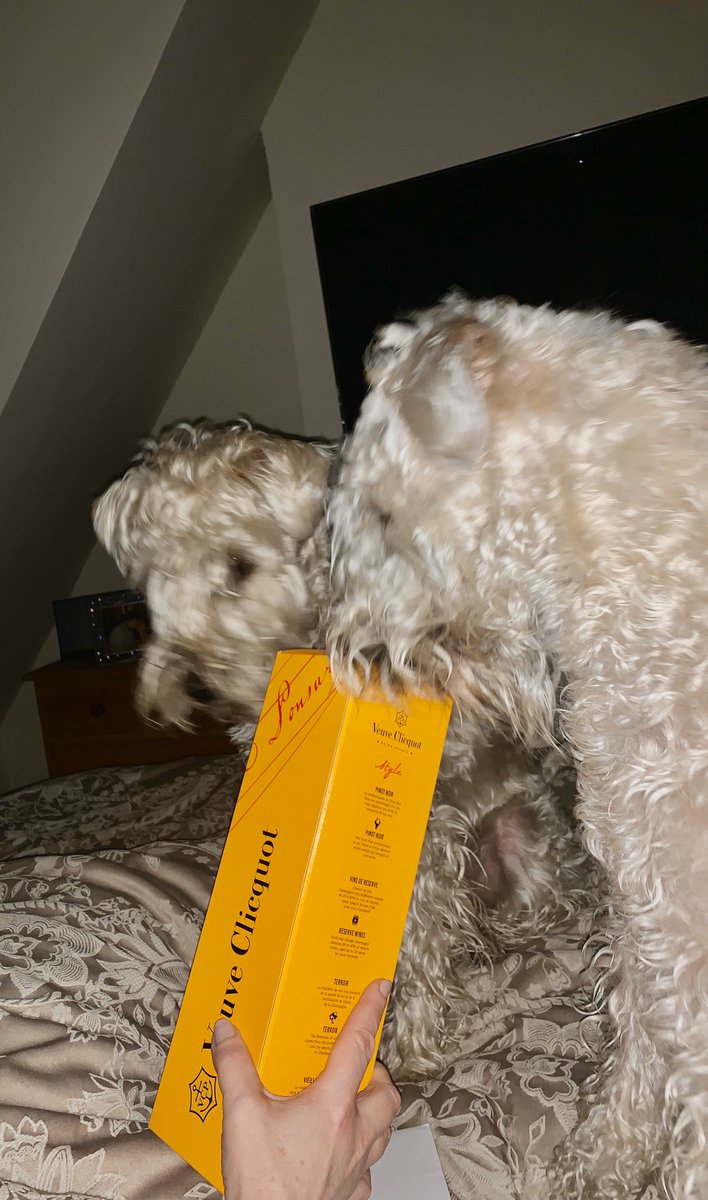 chuckywat's tweet photo. What a way to be woken up today....#somepups #greattaste @VeuveClicquot https://t.co/r7dTOoxNyw
