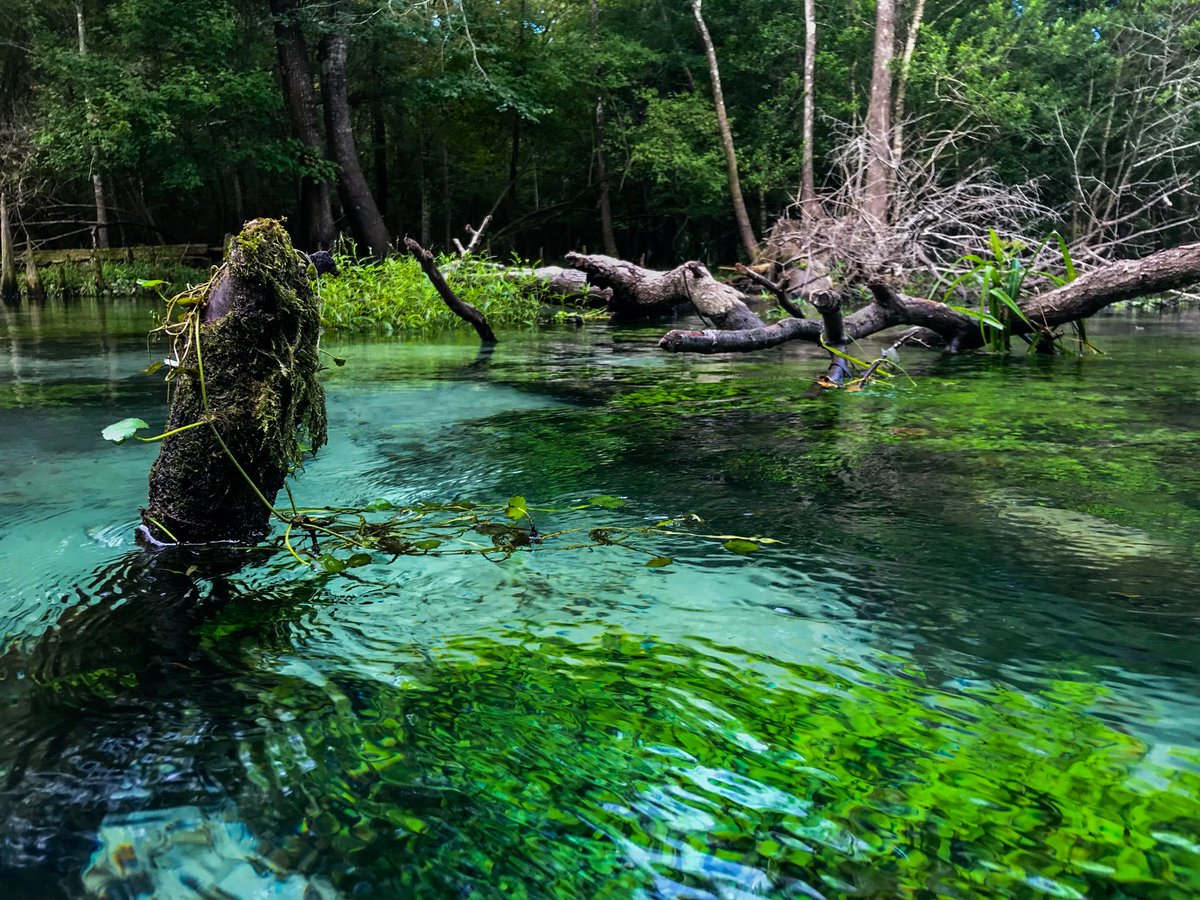 sustainableuf's tweet photo. We're lucky to be surrounded by gorgeous springs that support biodiversity & supply us with fresh water. Gilchrist Blue Springs State Park encompasses a collection of springs, the largest of which produces an average of 44 million gallons of water per day. #GlimpseIntoGainesville https://t.co/Hwxukjkd2y