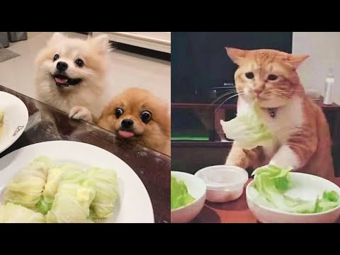 MeowMoeDotCom's tweet photo. Cute #Cats And #Dogs 🐶🐱 Funny #Dogs ...
 
#Cats #Cat #Kittens #Kitten #Kitty #Pets #Pet #Meow #Moe #CuteCats #CuteCat #CuteKittens #CuteKitten #MeowMoe
 
#AnimalsTooCute #AnimalsVideo #CatsAndDogs #CatsAndDogsReaction #CatsAndDurian
 
https://t.co/RBLquqqnYy
 
. https://t.co/vbSrtRgoLv