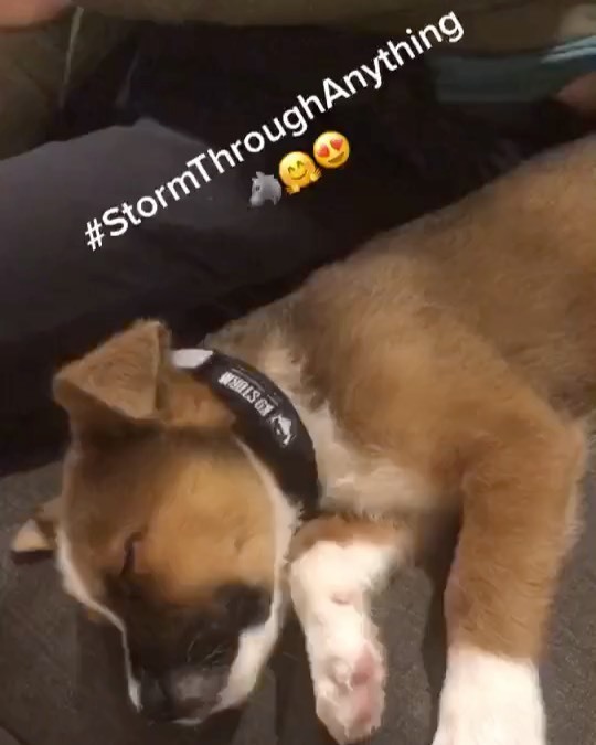 k9storminc's tweet photo. Meet Otis, the newest member of the K9 Storm Puppy Program; mini gear now, full size gear when they grow up! 🐺🤗😍
.
#StormThroughAnything #k9storminc #puppy #puppyprogram #collar #leash #k9storm https://t.co/hJ35m3mpQj https://t.co/JsJN1cEC2d