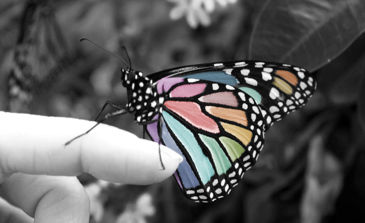 Isabella Rougier's Colorized ButterFly