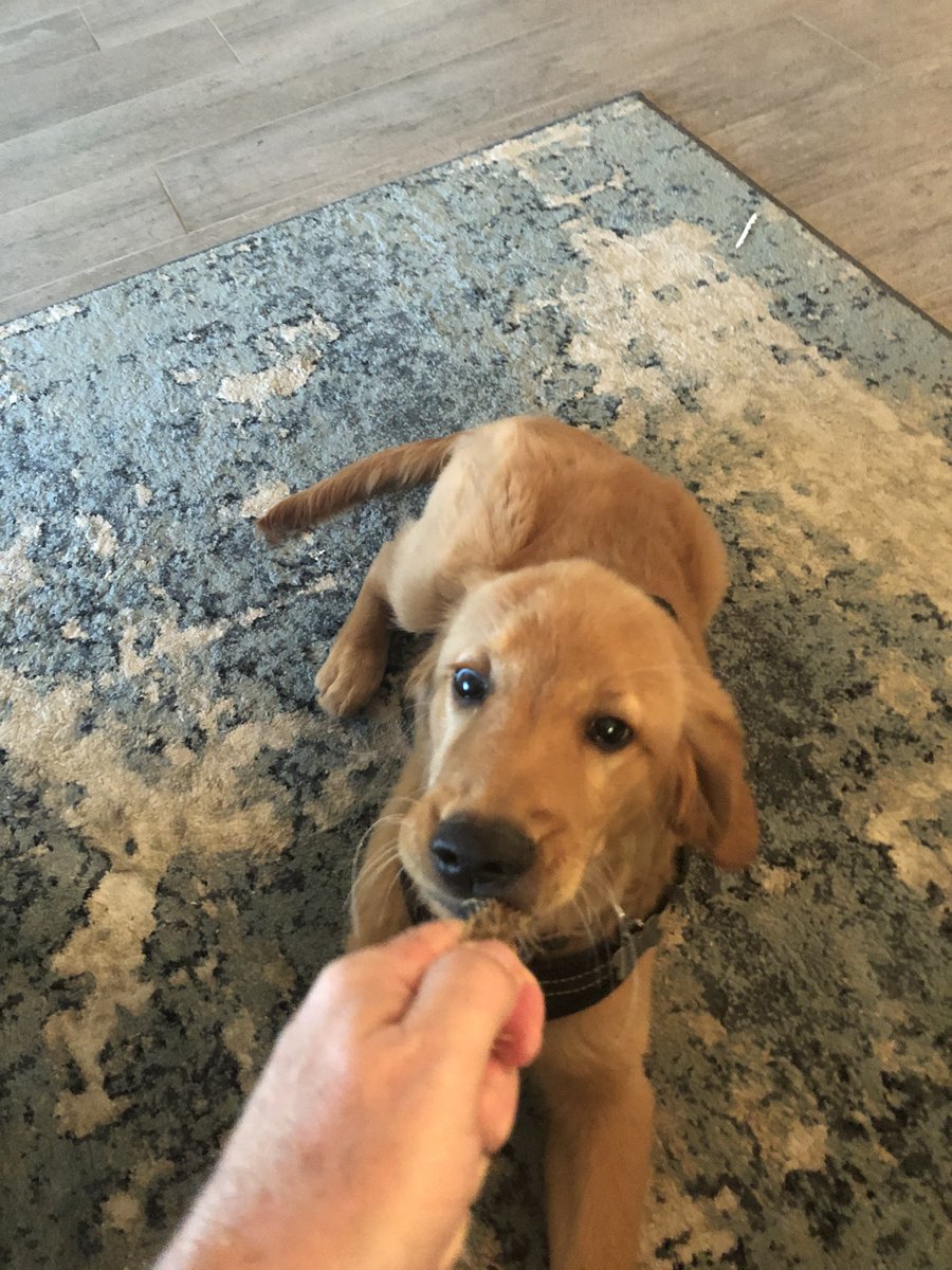 Earlgentile64's tweet photo. Got a new edition to the family !! He’s a golden retriever.. 7 weeks old. My new buddy. https://t.co/AXsH5XComk