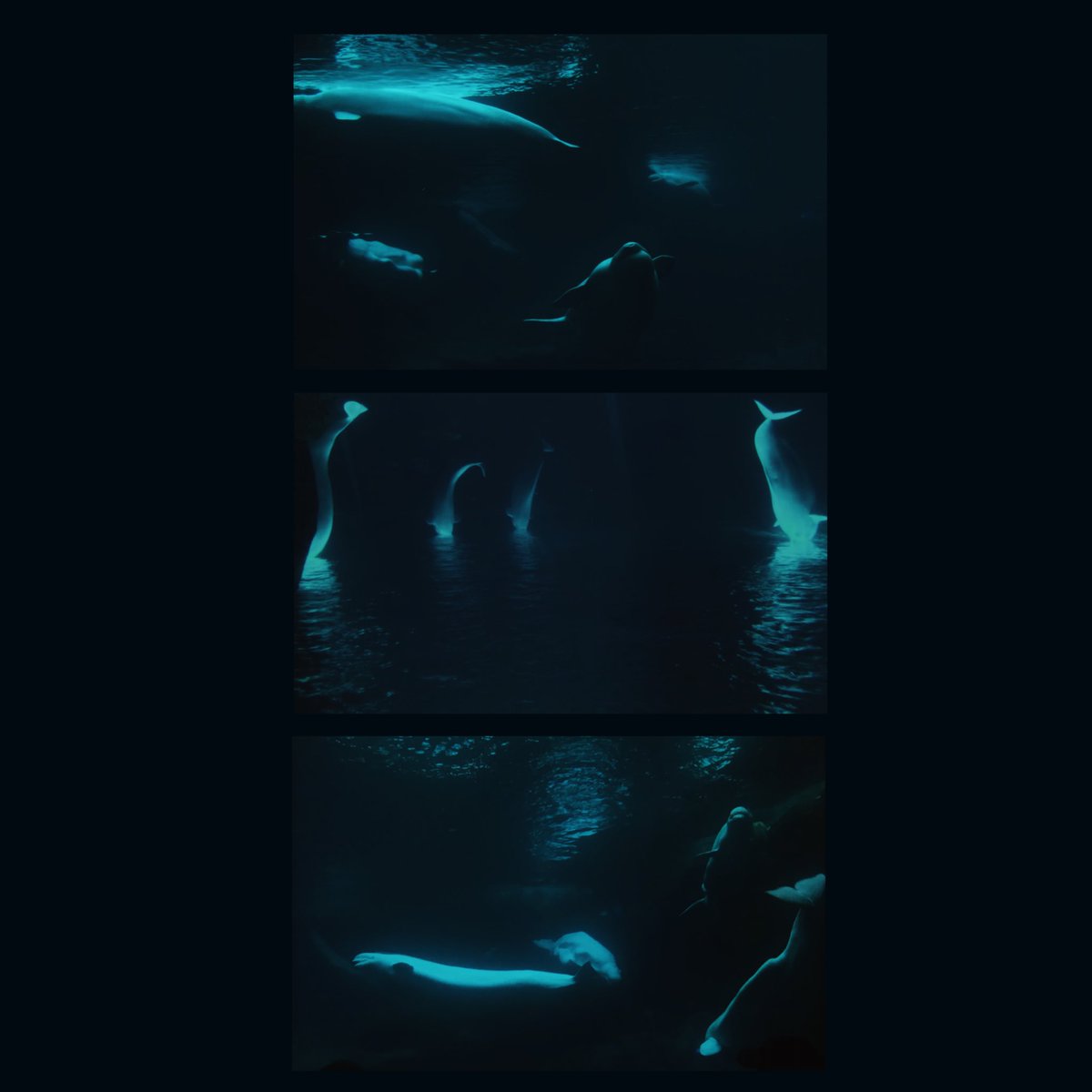 chlorophyll tweet media