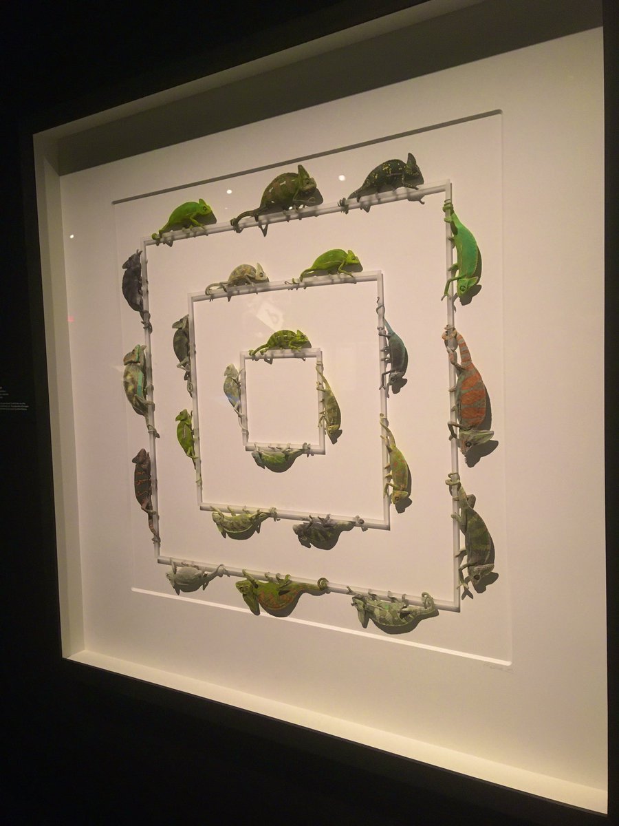 smbrander's tweet photo. The #exquisitecreatures exhibit @OMSI is kind of incredible, ends on 2/17. Thanks for the recommendation @stellar_seas ! https://t.co/fDdsTKZinS