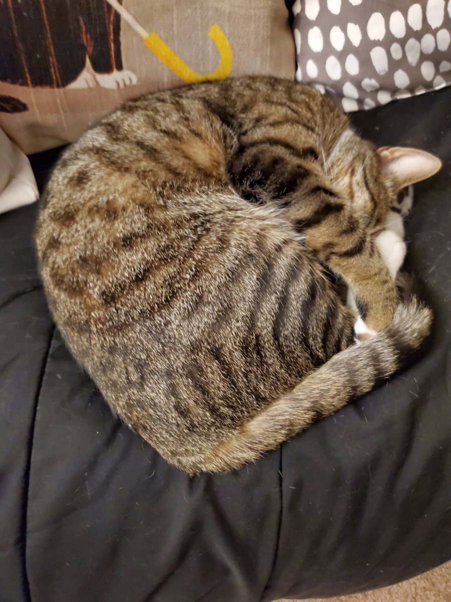 GetNKittyWithIt's tweet photo. It's okay if you all you need is a little self hug. :) Love yourself. Self care is very important! Cats love to do it and we are worried when they stop! This is same for humana and in guessing most animals! #selfcare #cats #loveyourself #sundayfunday #tabbycat https://t.co/xUf6XpSCXh