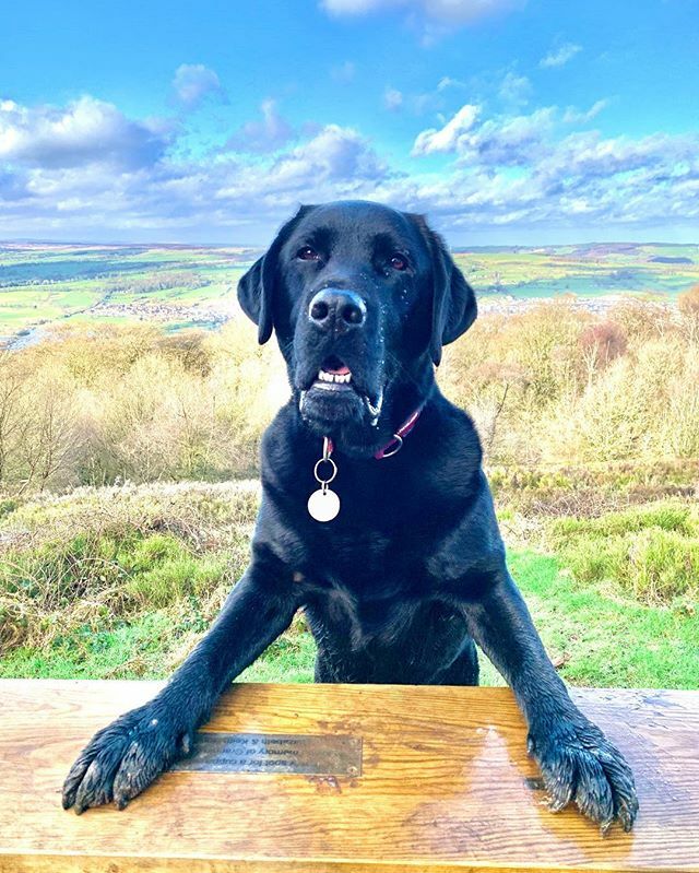 ConCurtisPhoto's tweet photo. Great day out with the pooch. #outdoorlife #trees #forest #nature #labrador #dogsofinstagram #blacklab #yorkshire #otleychevinGreat day out with the pooch. #outdoorlife #trees #forest #nature #labrador #dogsofinstagram #blacklab #yorkshire #otleychevin https://t.co/wbiLKLbboK