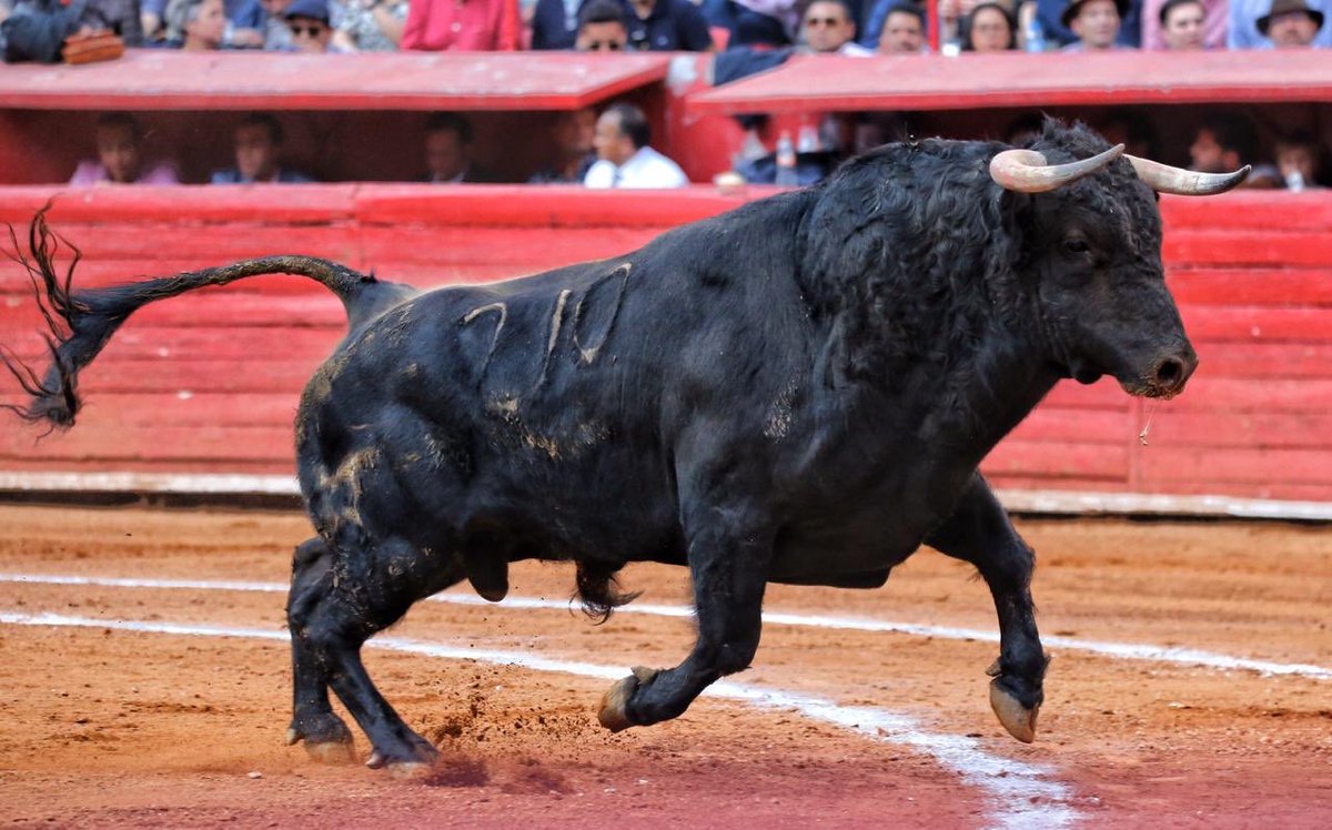 INDULTO nuestro de cada día y además en <a href="/LaPlazaMexico/">La Plaza Mexico</a>
 el 2° de la Corrida del Estoque de Oro, de La Joya lidiado por Antonio <a href="/ferreratorero/">Antonio Ferrera</a> que retrasó el final para lograr el indulto <a href="/portaltaurino/">Portal Taurino</a>
