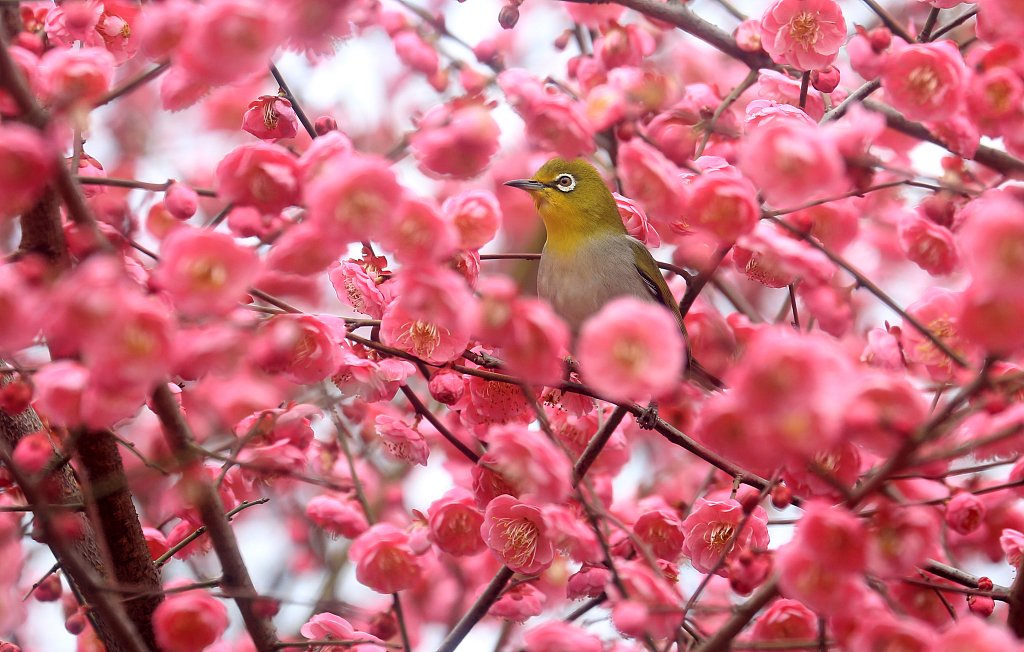 ChinaDaily tweet picture