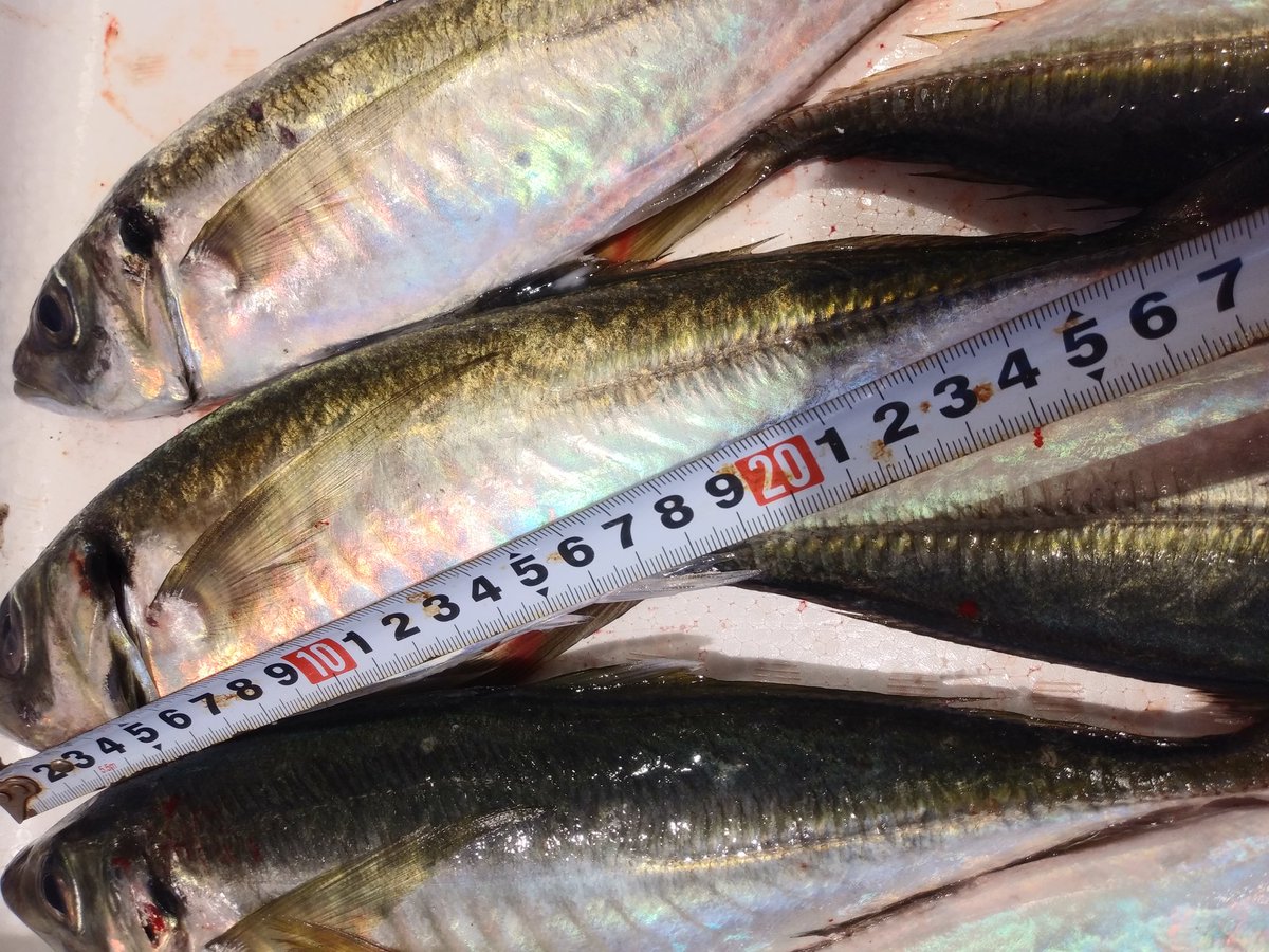 魚智水産 三重県からは 活ヒラアジ お刺身やなめろう もちろん 定番塩焼きは 言うまでもなく美味いヤツです