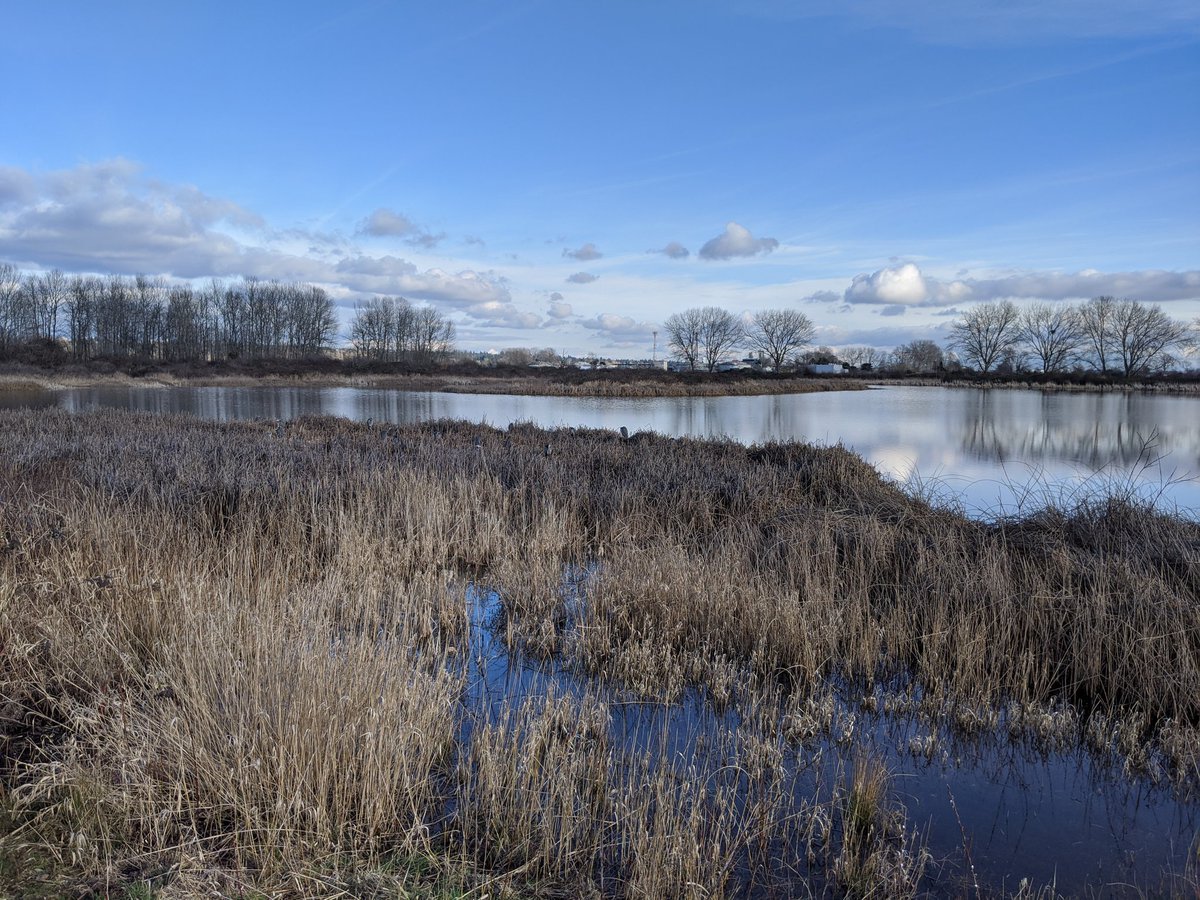 Doug dragged me out for a ride today. So wonderful. Look carefully below. There are about 25 herons.