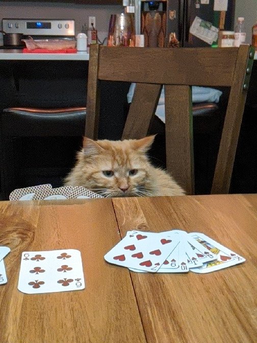 ByzantineGreg's tweet photo. @ArielBilskey does your cat play cards? https://t.co/sn9b4aQVE4