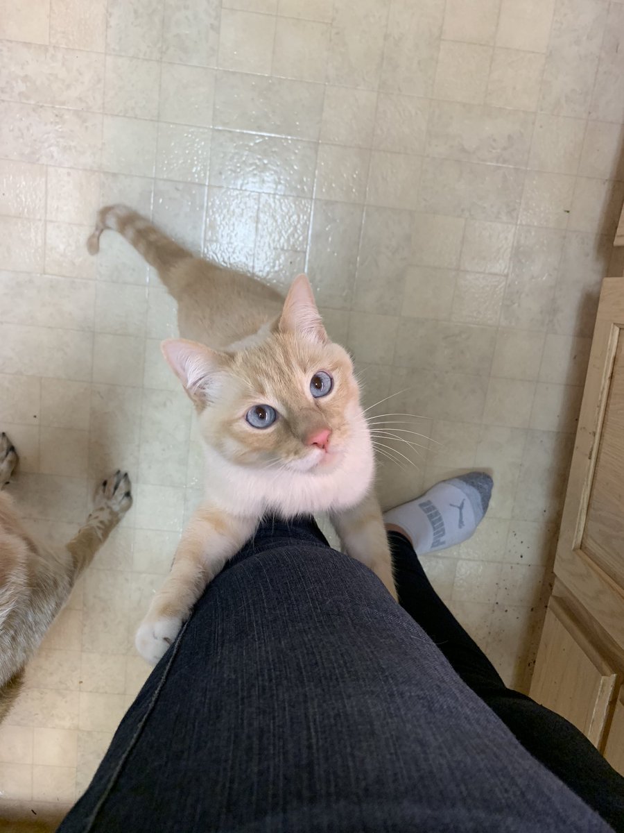 CatNamedBean's tweet photo. I gibs best kitchen help for momma https://t.co/533DUgUZct