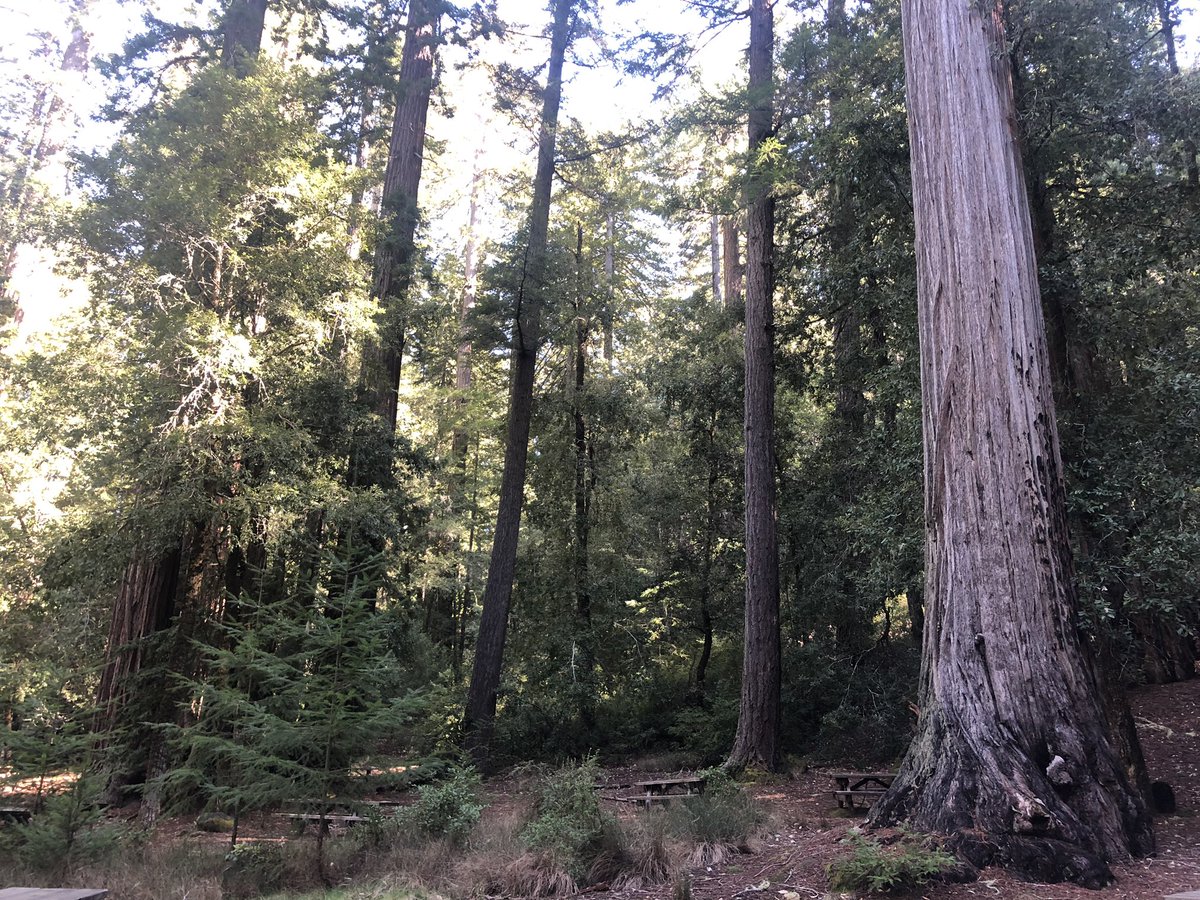 dazzling_dusk's tweet photo. 今日はハイキング #SundayTrail #california https://t.co/EE2QX8wAT9