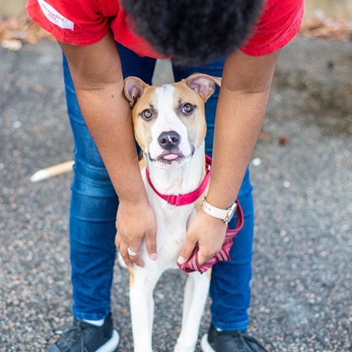 SouthsideSPCA's tweet photo. It’s hard to resist Harry!  Just one of many great dogs available for adoption!
https://t.co/gtijyB4EJH https://t.co/OIYOTAEvDr