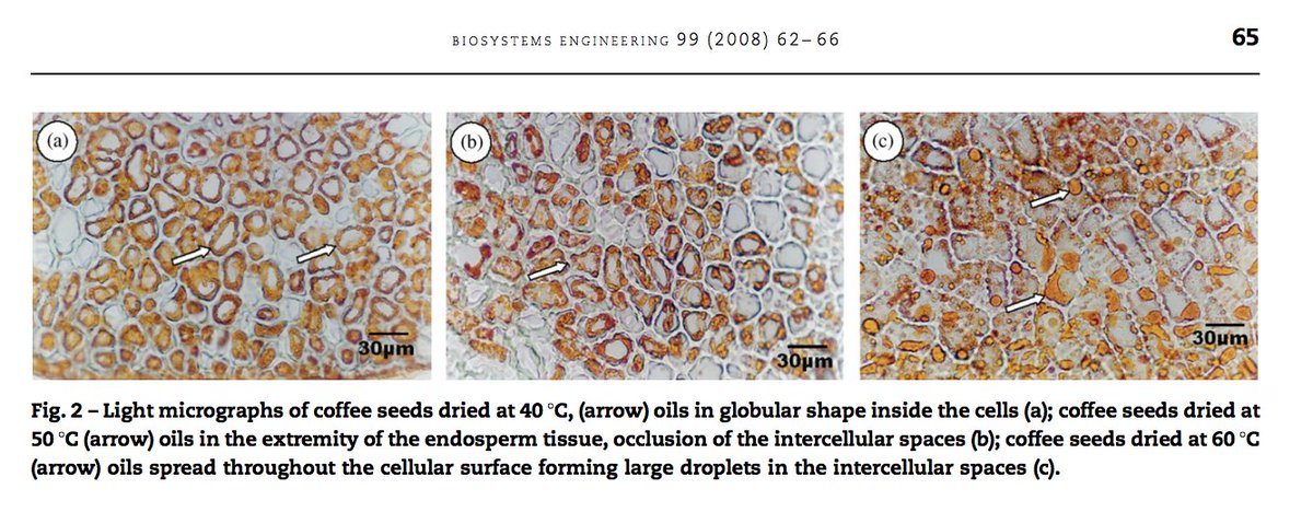 Look what happens to the oils in coffee if it gets too hot when it's drying. (Borém, et al., 2008). doi.org/10.1016/j.bios…