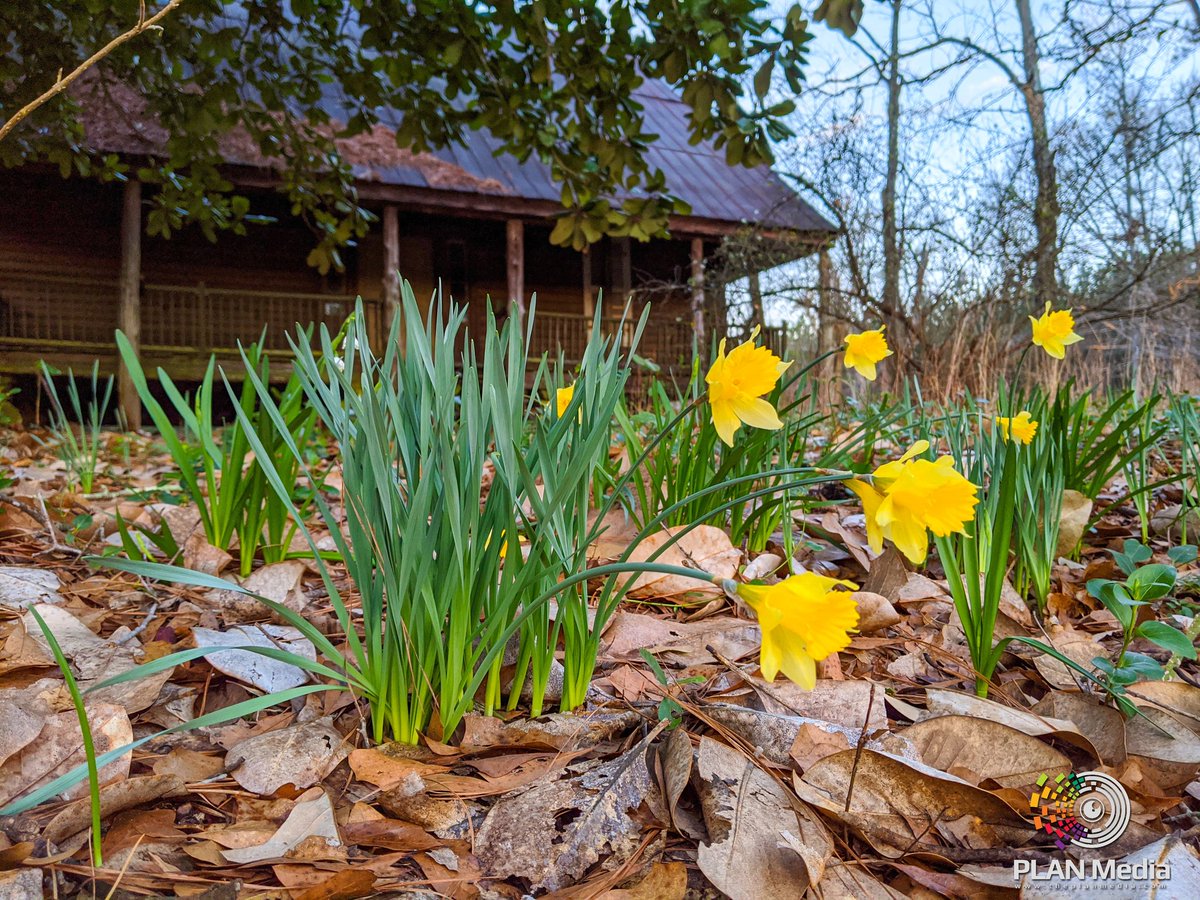 piercewx1's tweet photo. Daffodils in full bloom bring fresh life to an old farmhouse.
.
.
.
#mccormickcountysc #mccormickcounty #daffodil #daffodils #spring #springtime #springhassprung #photographer #photography #nature #naturephotography #naturelover #naturelovers #farm #farmlife #farmhouse https://t.co/xoQ7XPqbRo