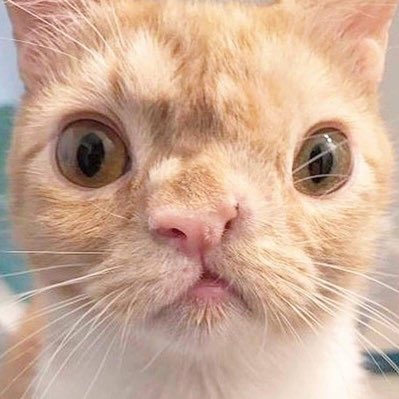 smush_official's tweet photo. #NewProfilePic https://t.co/chnWa3BoUQ