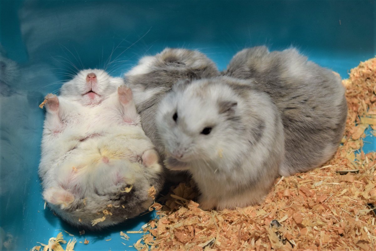 写真集も発売される程人気の「ジャンガリアンハムスター」 小さな手足