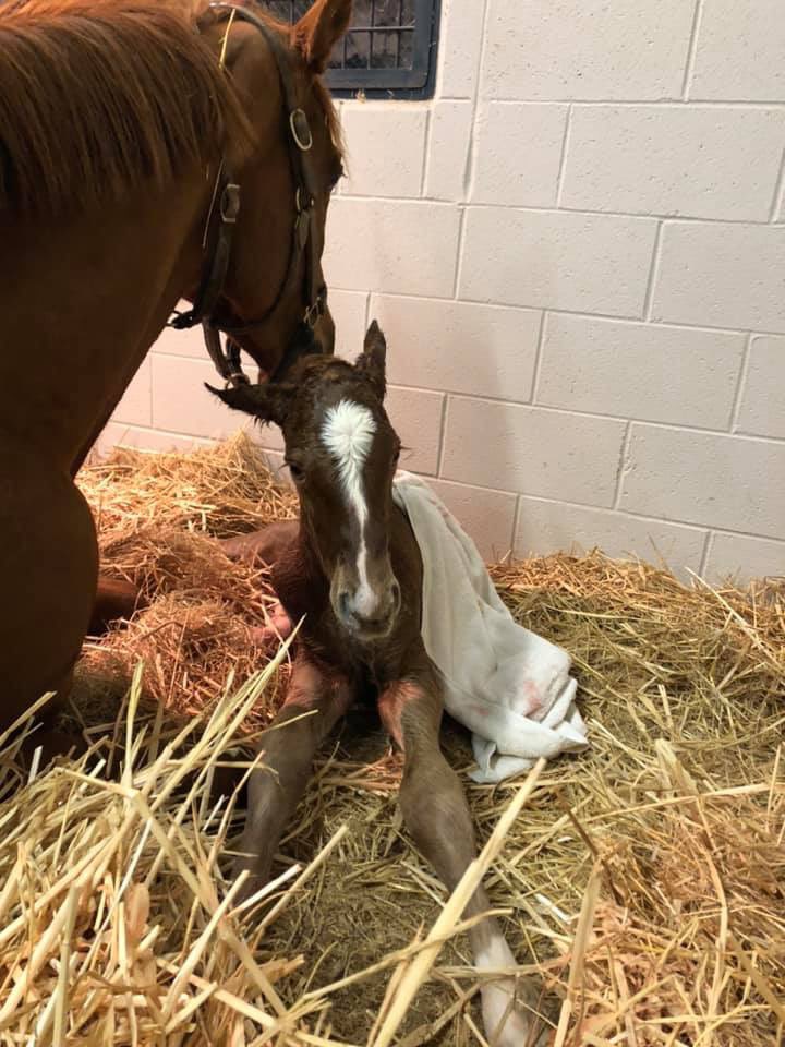 KeeneRidge's tweet photo. We’ve had a busy few days with two colts by Gun Runner and Dialed In. Followed by a filly by Lord Nelson! @Three_Chimneys @darbydanfarm @spendthriftfarm https://t.co/464wTfeVcM