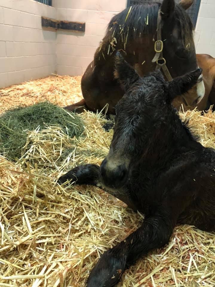 We’ve had a busy few days with two colts by Gun Runner and Dialed In. Followed by a filly by Lord Nelson! @Three_Chimneys @darbydanfarm @spendthriftfarm