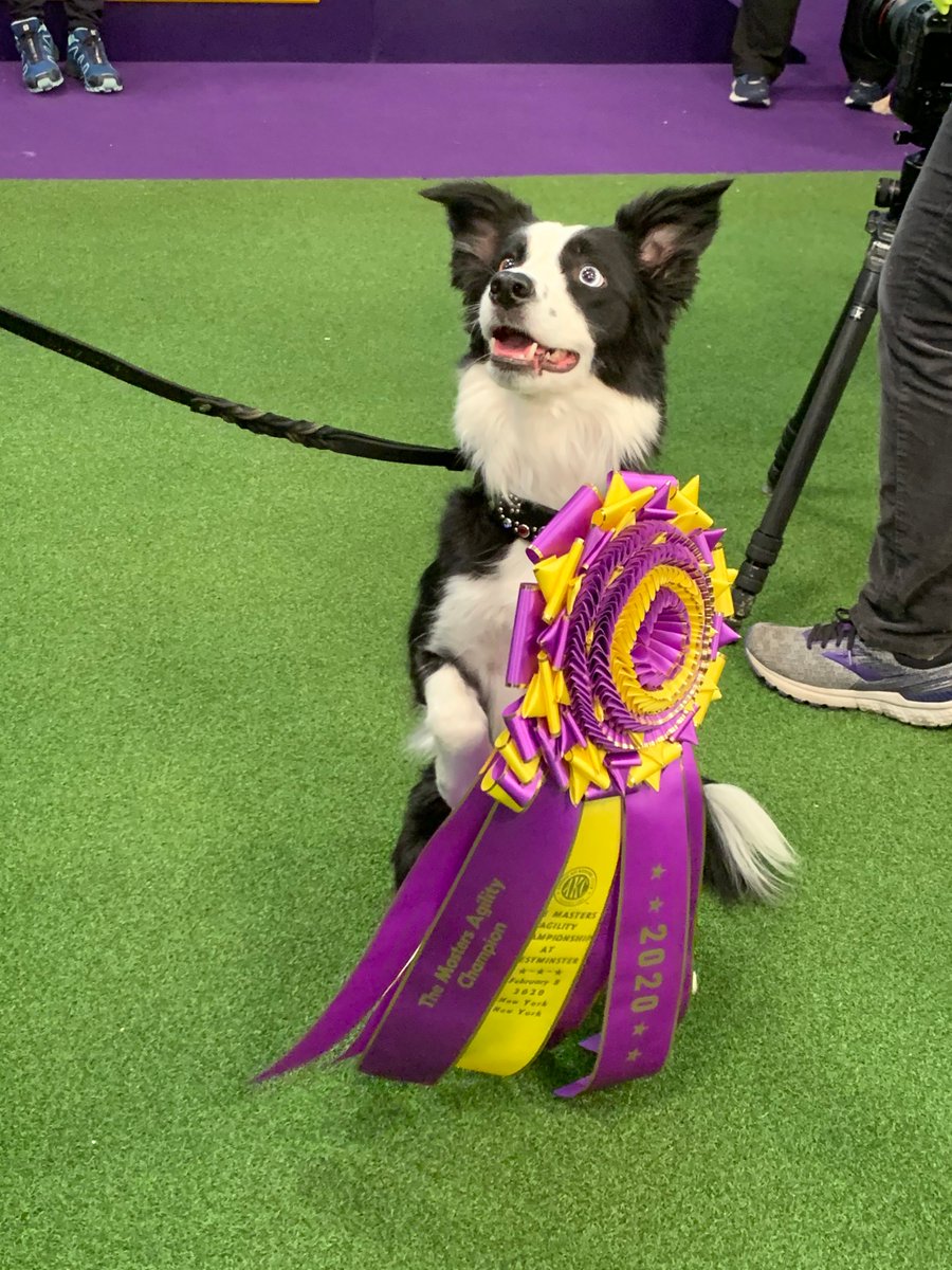 WKCDOGS's tweet image. The face of a champion. #WKCDogShow