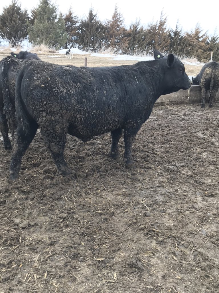 KM Cattle Company tweet media