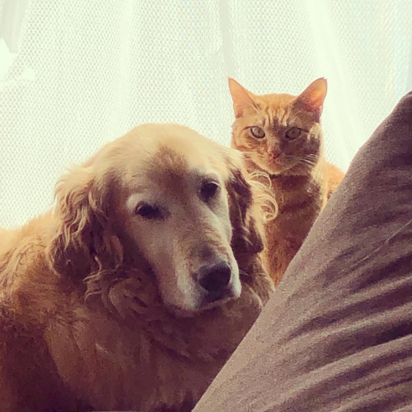大型犬と猫のいる暮らし Twitter Search Twitter