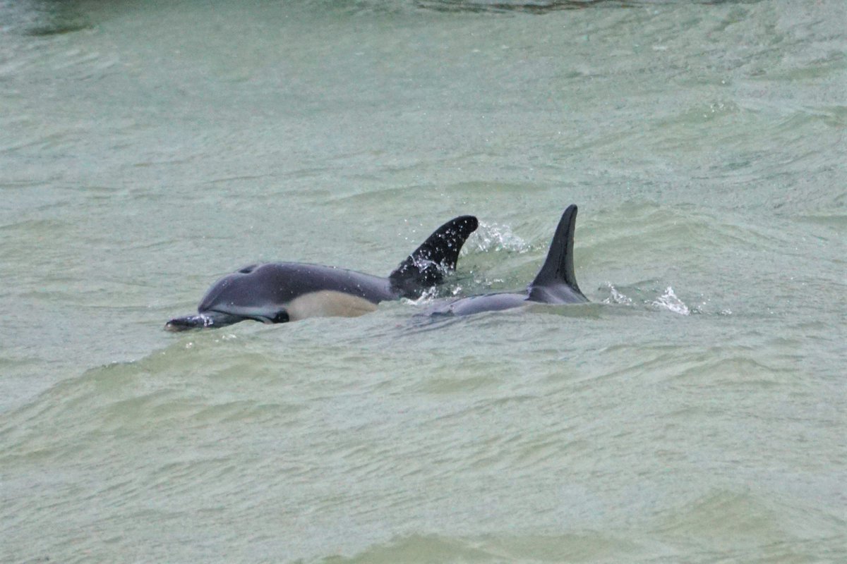 Une rencontre inattendue à #Oléron par un dimanche de tempête ! 
#ThePlaceToBe #CharenteMaritime #ImprovisedMMO #Delphinusdelphis #CohabysTeam #MoreThanAJob 
@departement17 @oleronmarennes @Adera_Aquitaine @UnivLaRochelle