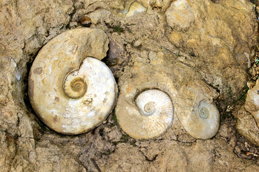 A trio of Ammonites from Dorset... you can't get a better line up than this!
#Fossilwalks #jurassiccoast #tourguide #tours #visitdorset #mountainleader