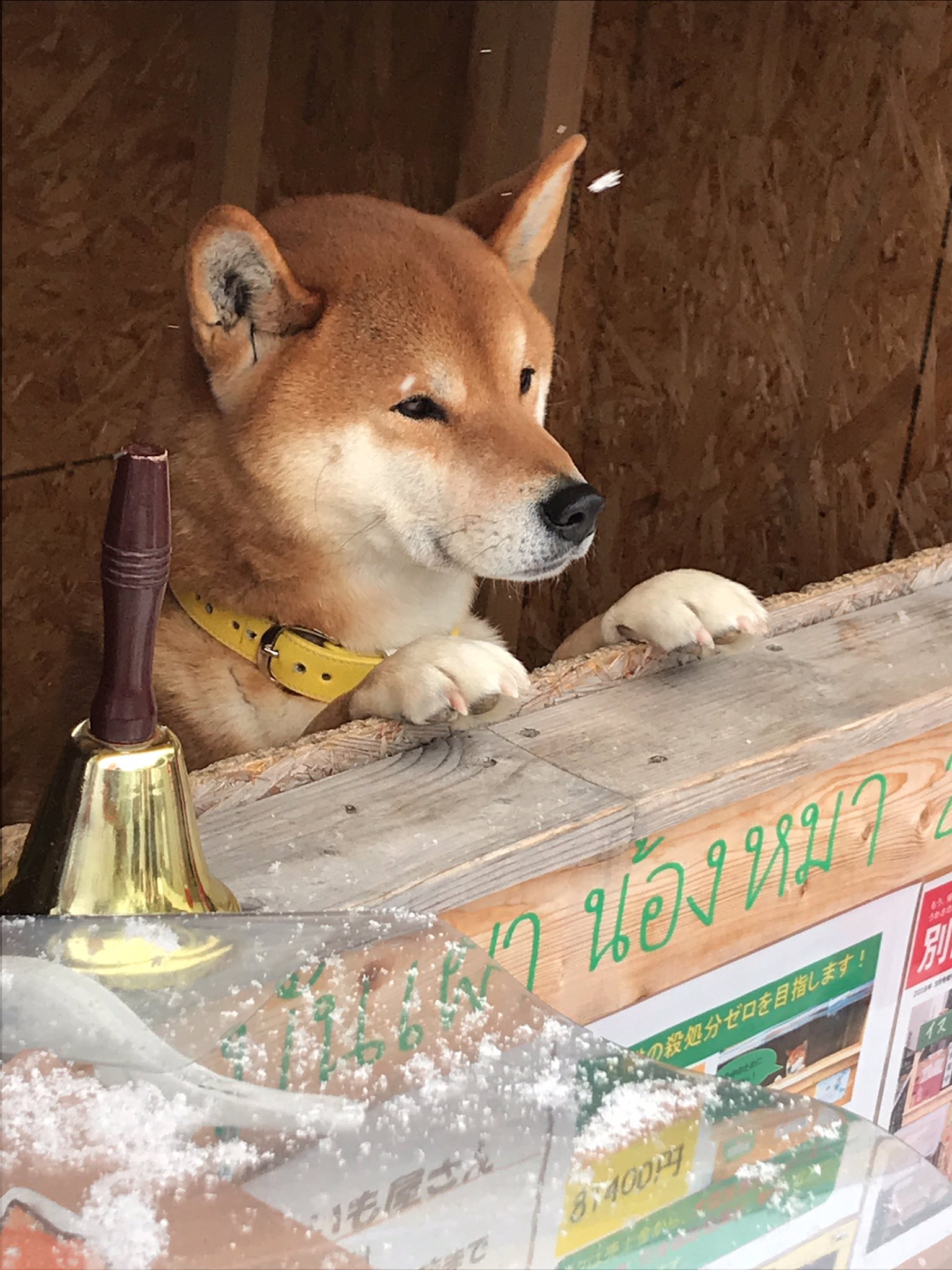 柴犬が店番 イヌのやきいもやさん が話題 Twitter