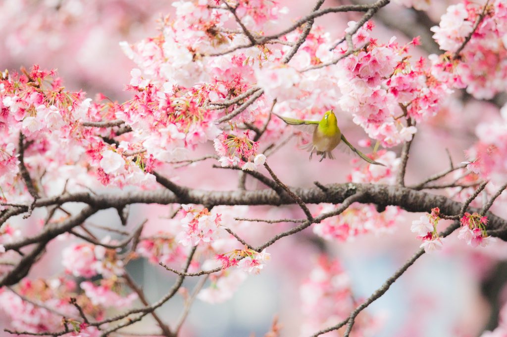春色めじろ。
1、4の飛んでるのも、
2、3のふくふくのかんじも
お気に入りなので見てみてください☺️
※写真間違えてしまって2回目です🙇‍♂️

#熱海桜
#桜
#超望遠
#TAMRON150600g2
#メジロ
#さくジロー