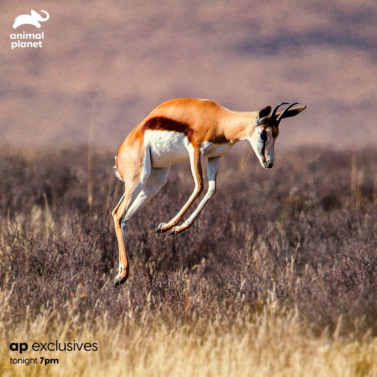 Springbok Jump