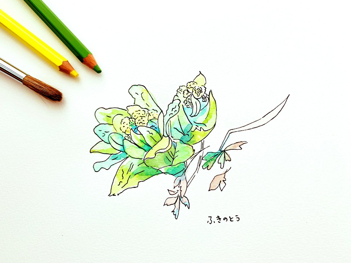 Uni 三菱鉛筆 公式 Sur Twitter 春の味 2月10日は ふ 2 きのとう 10 で ふきのとうの日 水彩画 イラスト好きさんと繋がりたい ふきのとう