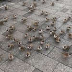 ベンチで肉まんを食べてた結果？雀が大量によってきた!