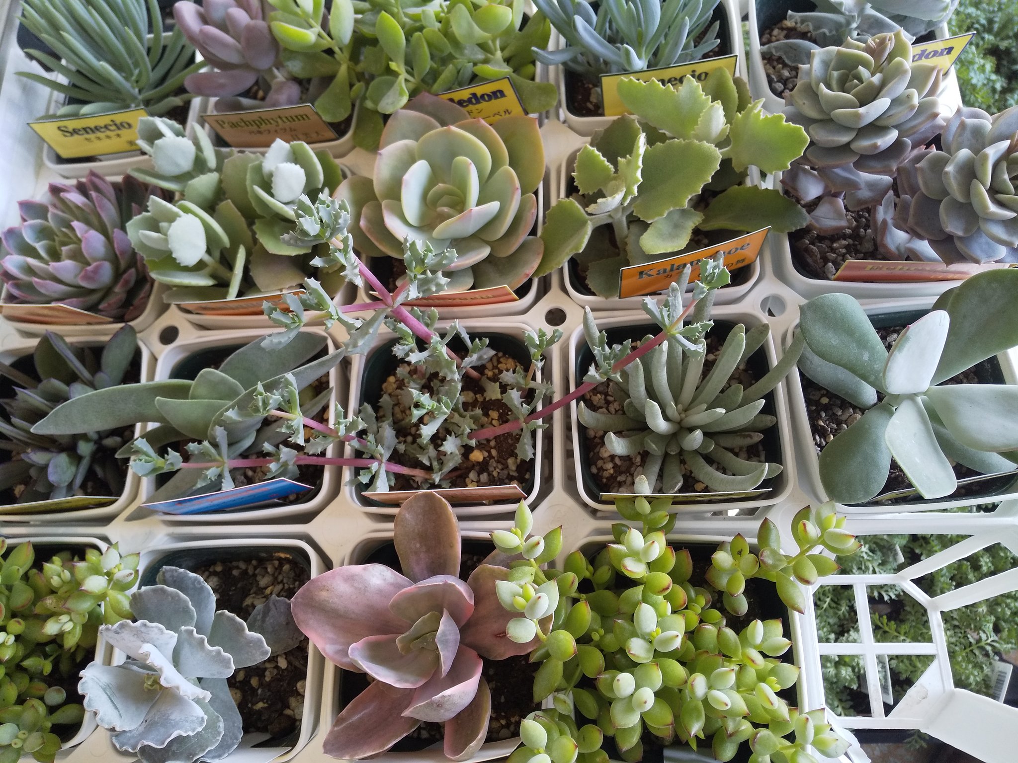 泉北花園 花 多肉植物 観葉植物 Twitterren もりもりプチプチの多肉が沢山入荷してるので仕事が楽しいです 自分で全部買っちゃいそう 多肉植物 T Co 7uitkot3id Twitter