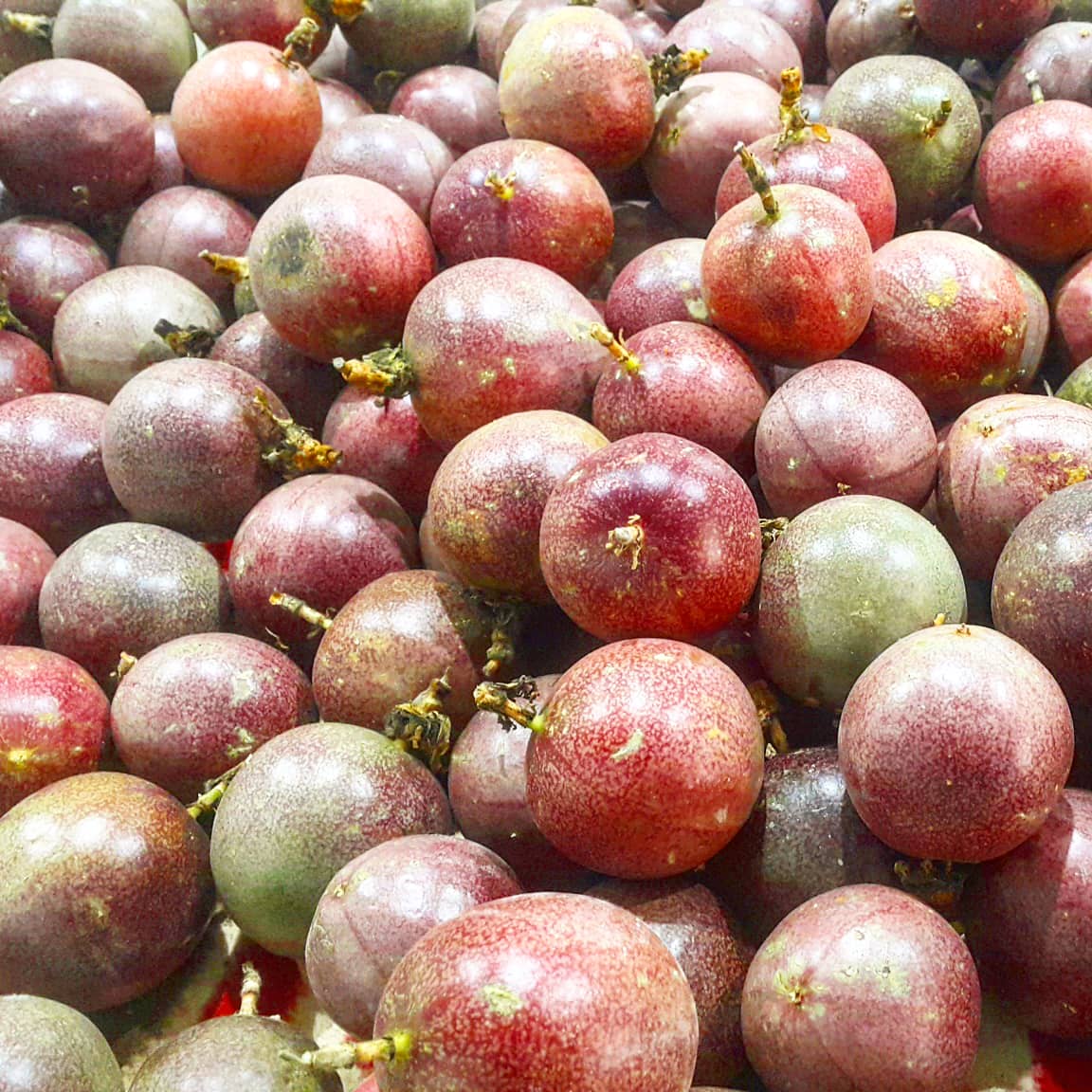 ❤❤❤🌴passion fruit / pasiflora

#çarkıfelek #passiflora #passionfruit #drtropic #tropikalmeyveler #antalya #tropicalfruits #vegan #raw #meyve #lezzet #gurme #sunum #fruit #egzotikmeyve #taze #fresh #fit #yemek #leziz #healtyfood #goodfood #nefis #enfes #lovefood #veganfood