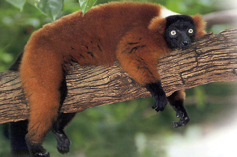 DunyaninRenkler's tweet image. Kendine özgü bitki örtüsü, canlı türleri ve jeolojik oluşumları ile eşsiz bir doğaya ve  çok eski geleneklere dayanan bir kültüre sahip olan Madagaskar&apos;ı keşfettiğimiz seyahatimiz heyecan vericiydi. Bu seyahatimizden bize kalan anıları okumak için: 🐒👉 bit.ly/2vfonTH