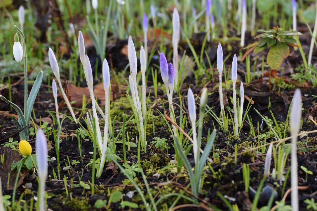 Voorjaar in <a href="/DomiesToen/">domiestoen</a> <a href="/NedVerBotTuinen/">NVBT</a> De tegenstellingen tussen het brute weer en de kwetsbare stinzenplanten is groot, maar vol #verwondering